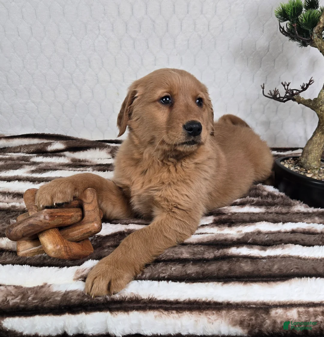 Golden Retriever dogs for sale: Graham  - Ad 5