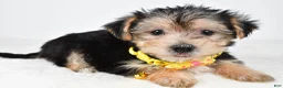 Morkie dogs for sale: Jethro - Ad 7