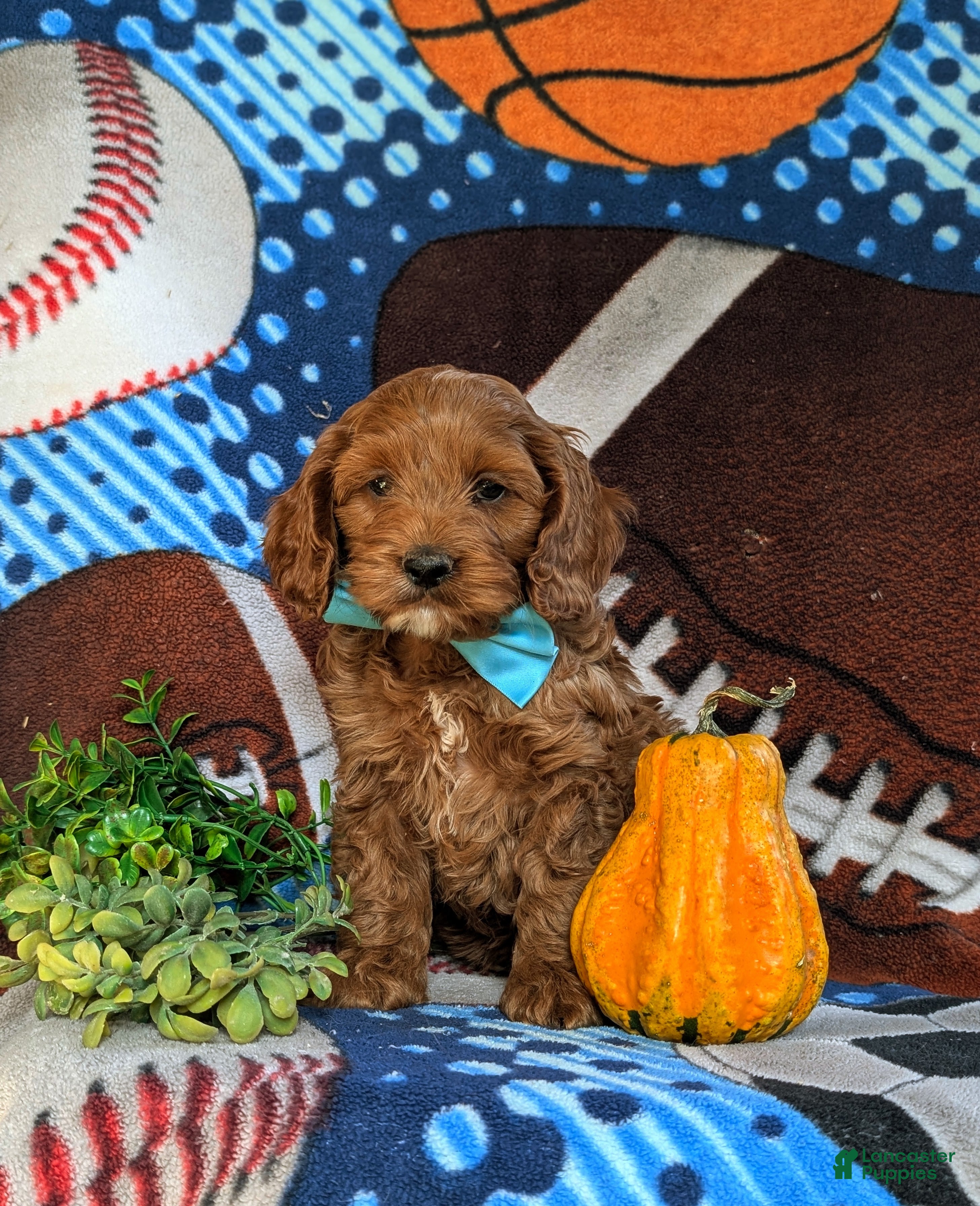 Cockapoo dogs for sale: Finnian - Ad 1