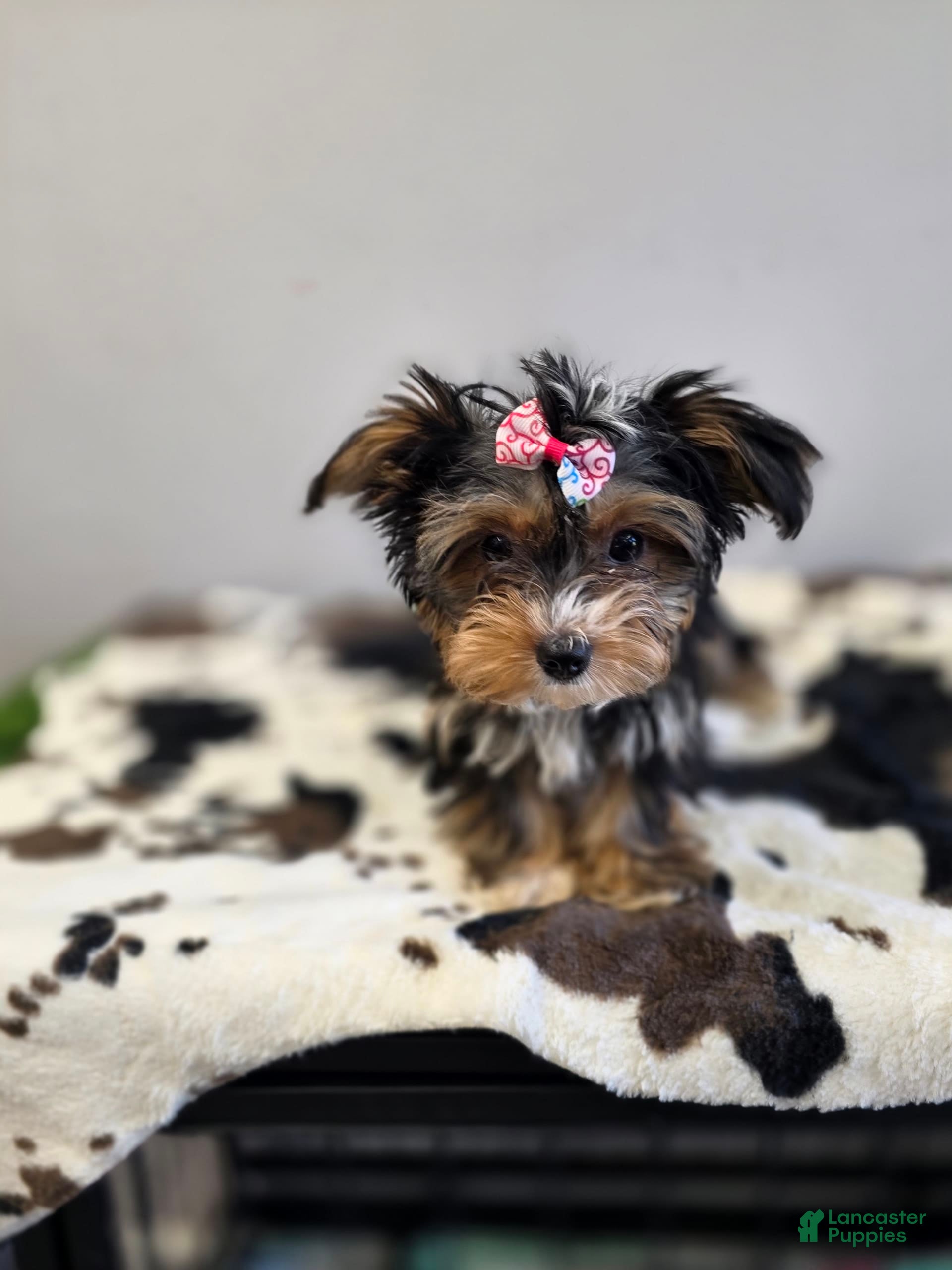 Yorkshire Terrier dogs Autumn - Ad 2