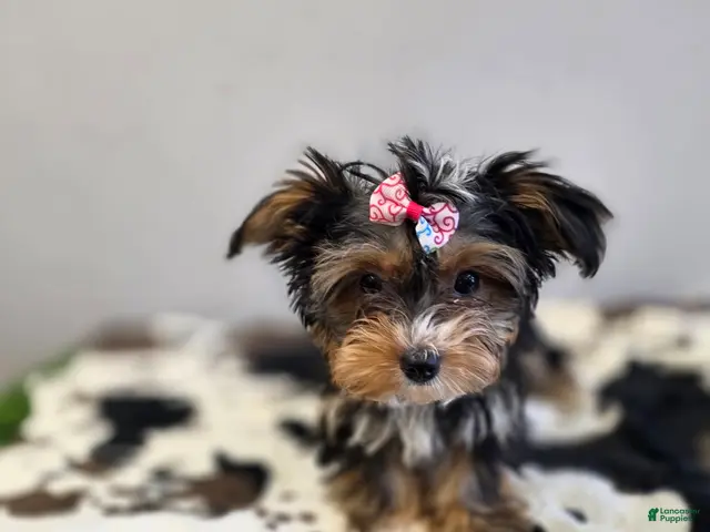 Yorkshire Terrier dogs for sale: Autumn - Ad 2