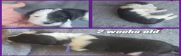 Sheepadoodle dogs for sale: Jasmine-purple collar  - Ad 4