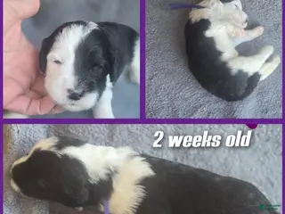 Sheepadoodle dogs Jasmine-purple collar - Ad 10