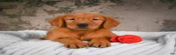 Golden Retriever dogs for sale: Tia - Ad 7