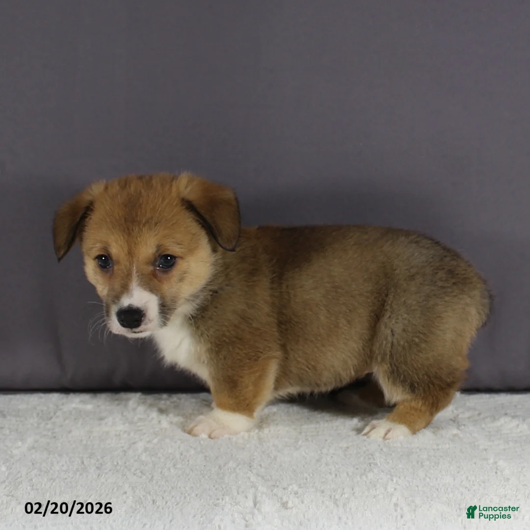 Welsh Corgi Pembroke dogs for sale: Jenna - Ad 4
