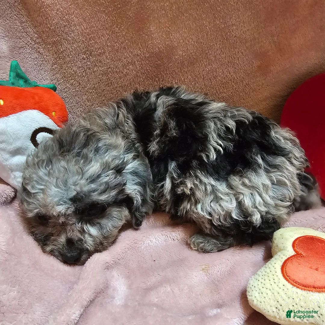 Cockapoo dogs for sale: Glitter - Ad 4