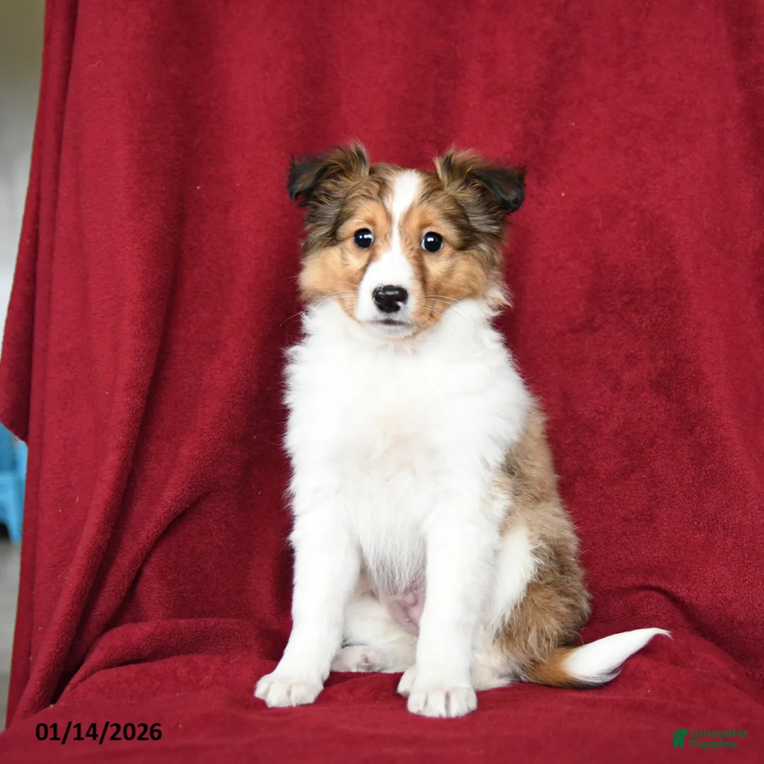 Shetland Sheepdog dogs for sale: Elf  - Ad 3