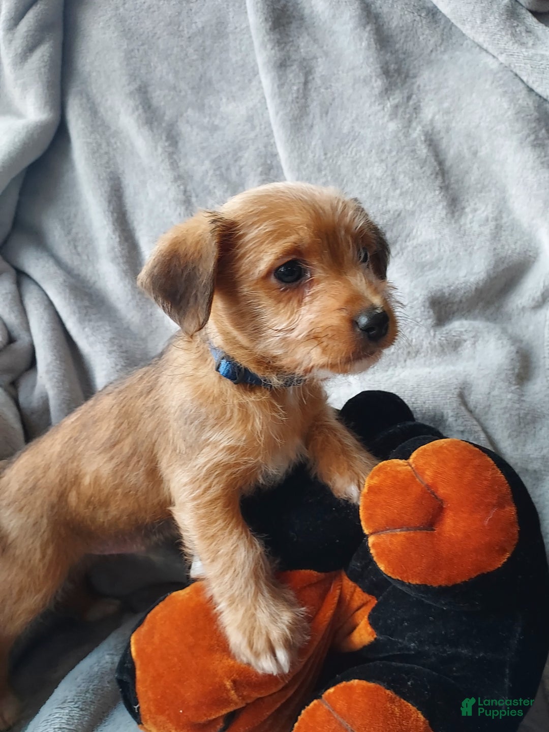 Jackapoo dogs for sale: Thomas - Ad 3