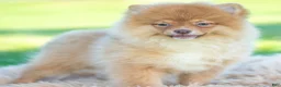Pomeranian dogs for sale: Waylon AKC - Ad 3