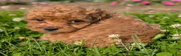 Toy Poodle dogs for sale: Marmalade - Ad 4