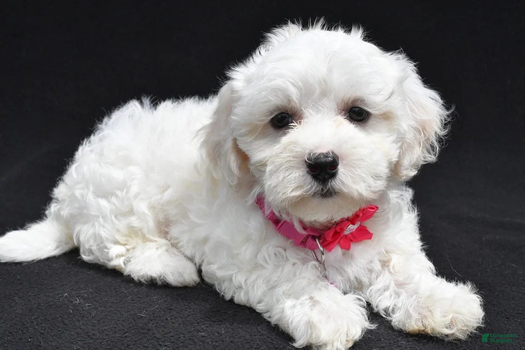 Maltipoo dogs for sale: Briella - Ad 1
