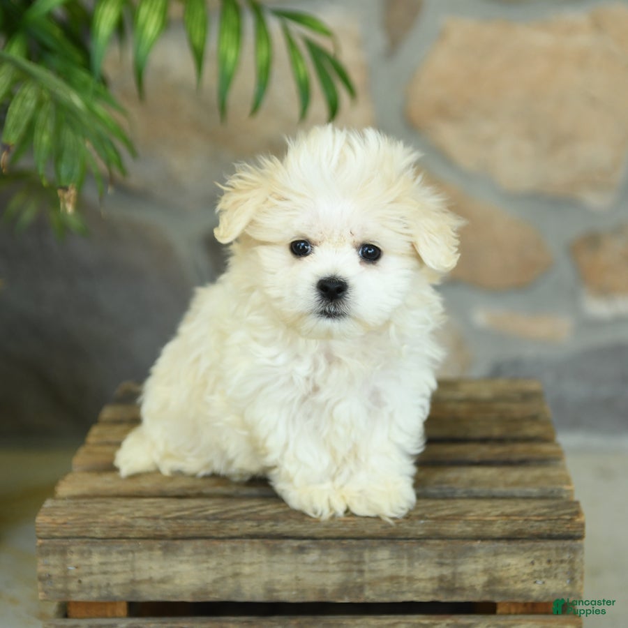 Teddy Bear dogs Takita - Ad 2