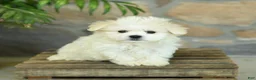 Teddy Bear dogs for sale: Takita - Ad 2