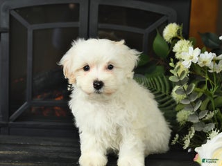 Maltipoo dogs - Ad 41