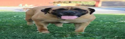 English Mastiff dogs for sale: Lilac - Ad 7
