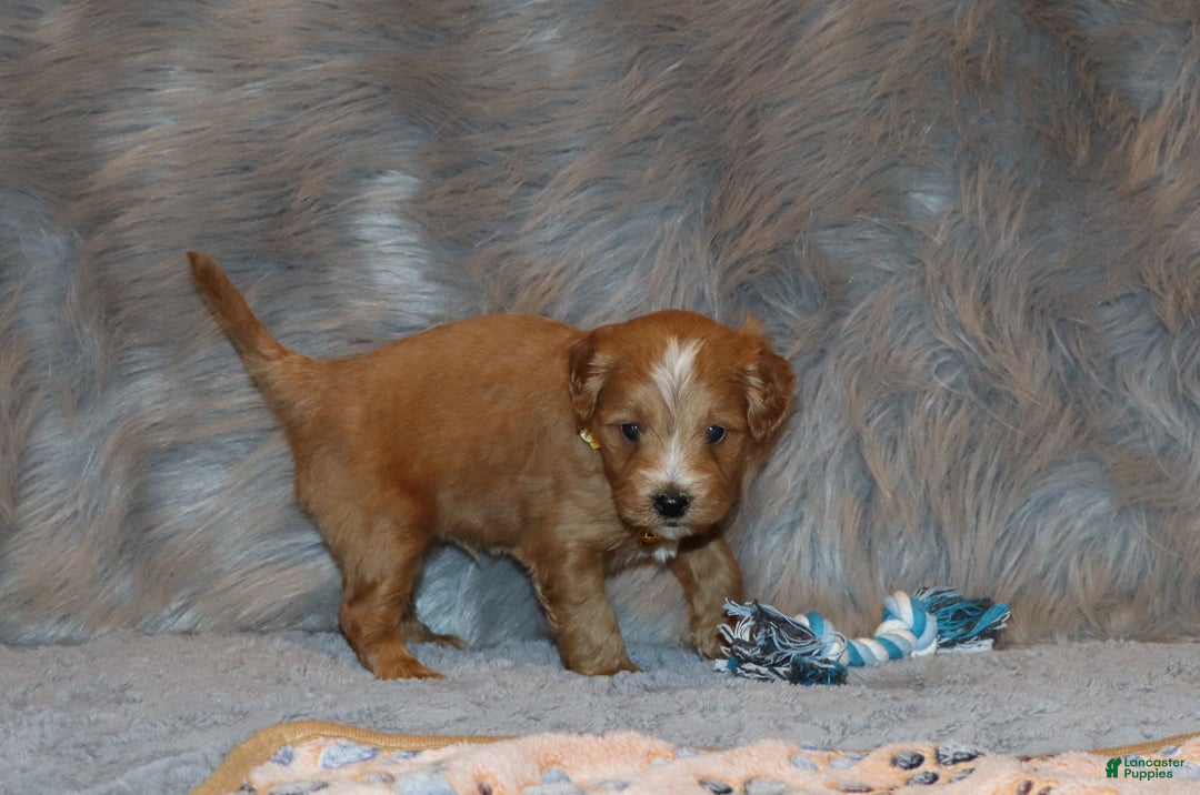 Mini Goldendoodle dogs for sale: Winslow 💙👨‍👨‍👧‍👦💞🐕 - Ad 16