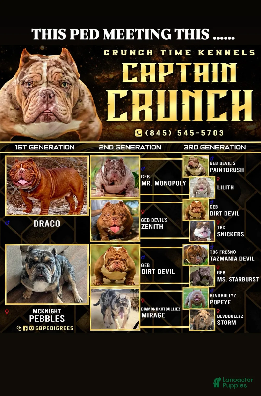 American Bully dogs for sale: American Bully Puppy 3 - Ad 6