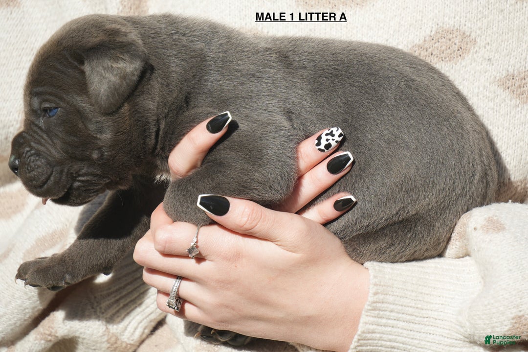 Cane Corso dogs for sale: Cane Corso Puppy 1 - Ad 2