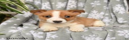 Welsh Corgi Pembroke dogs for sale: Carla - Ad 3