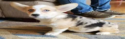 Welsh Corgi Pembroke dogs for sale: Scooby - Ad 1