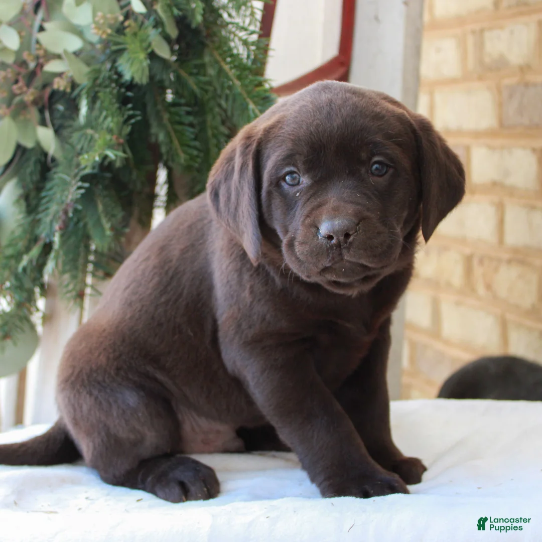 Labrador Retriever dogs for sale: Bubba  - Ad 1