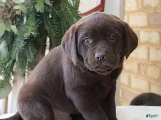 Labrador Retriever dogs Bubba - Ad 9