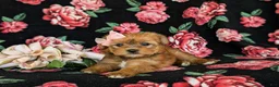 Shorkie dogs for sale: Melody Hypoallergenic - Ad 7