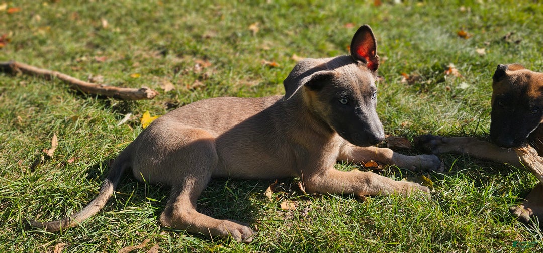 Belgian Malinois dogs for sale: "Vinnie" Belgian Malinois - Ad 3