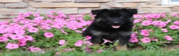 German Shepherd dogs for sale: Hope - Ad 7