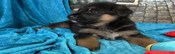 German Shepherd dogs for sale: Betty - Ad 9
