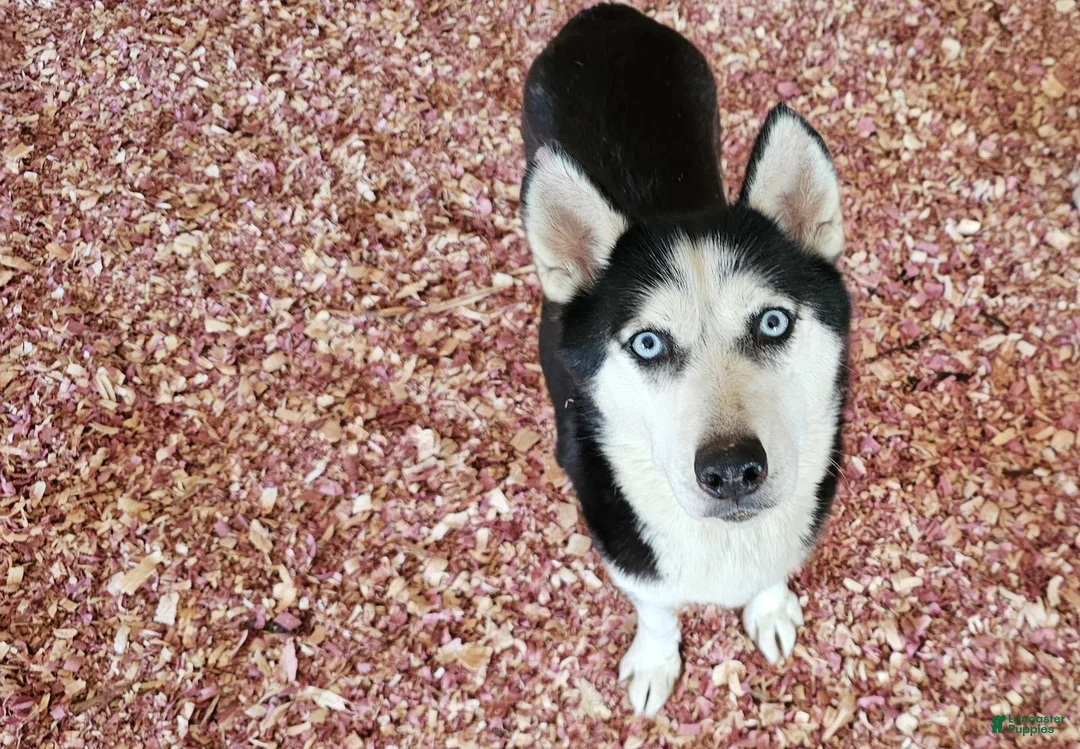 Siberian Husky dogs for sale: Loki - Ad 3