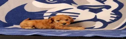 Mini Goldendoodle dogs for sale: Rory - Ad 2