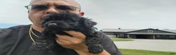 Mini Goldendoodle dogs for sale: Kacey - Ad 8