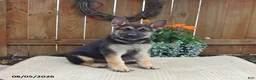 Gerberian Shepsky dogs for sale: Captain - Ad 1