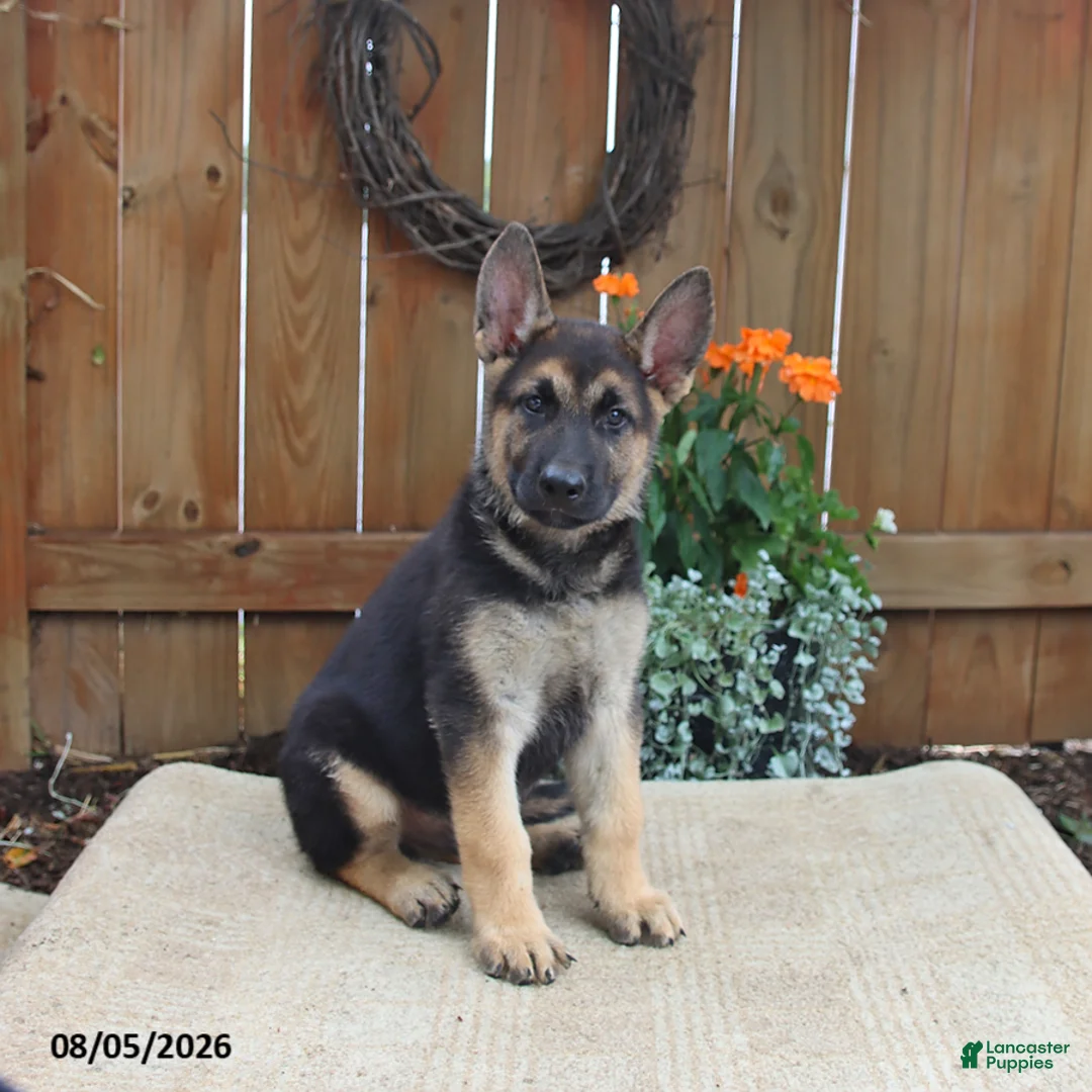Gerberian Shepsky dogs for sale: Captain - Ad 1