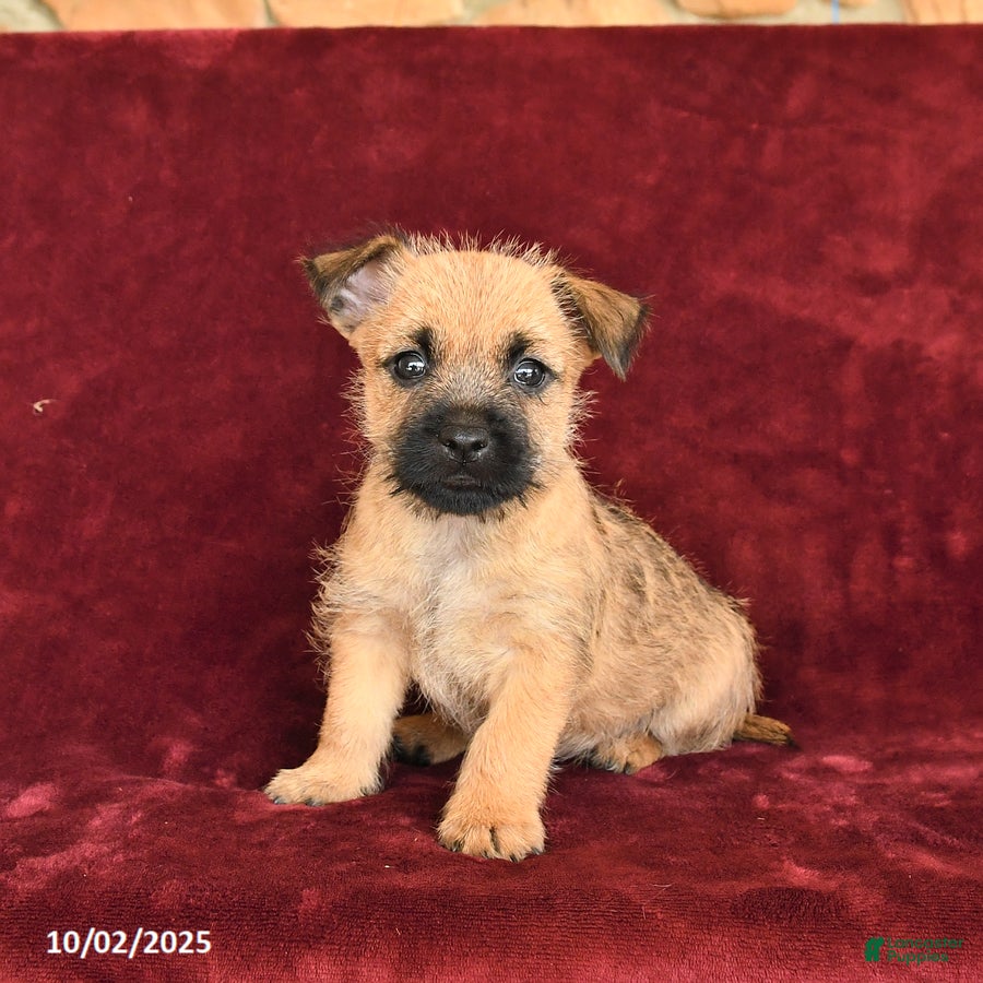 Cairn Terrier dogs Scout - Ad 8