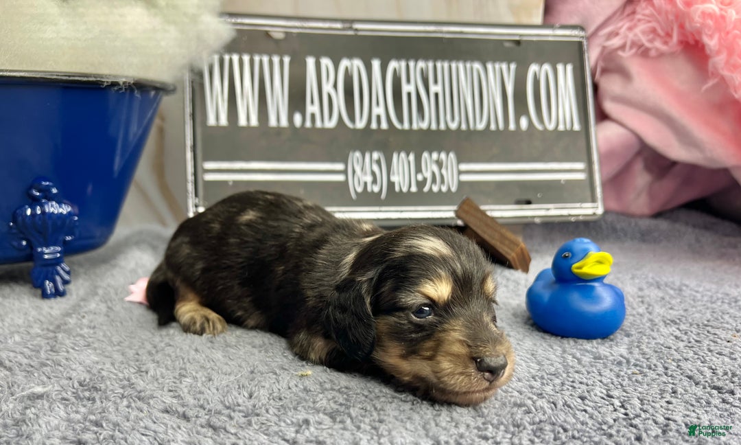 Miniature Dachshund dogs for sale: Black and cream dapple - South african - Ad 5