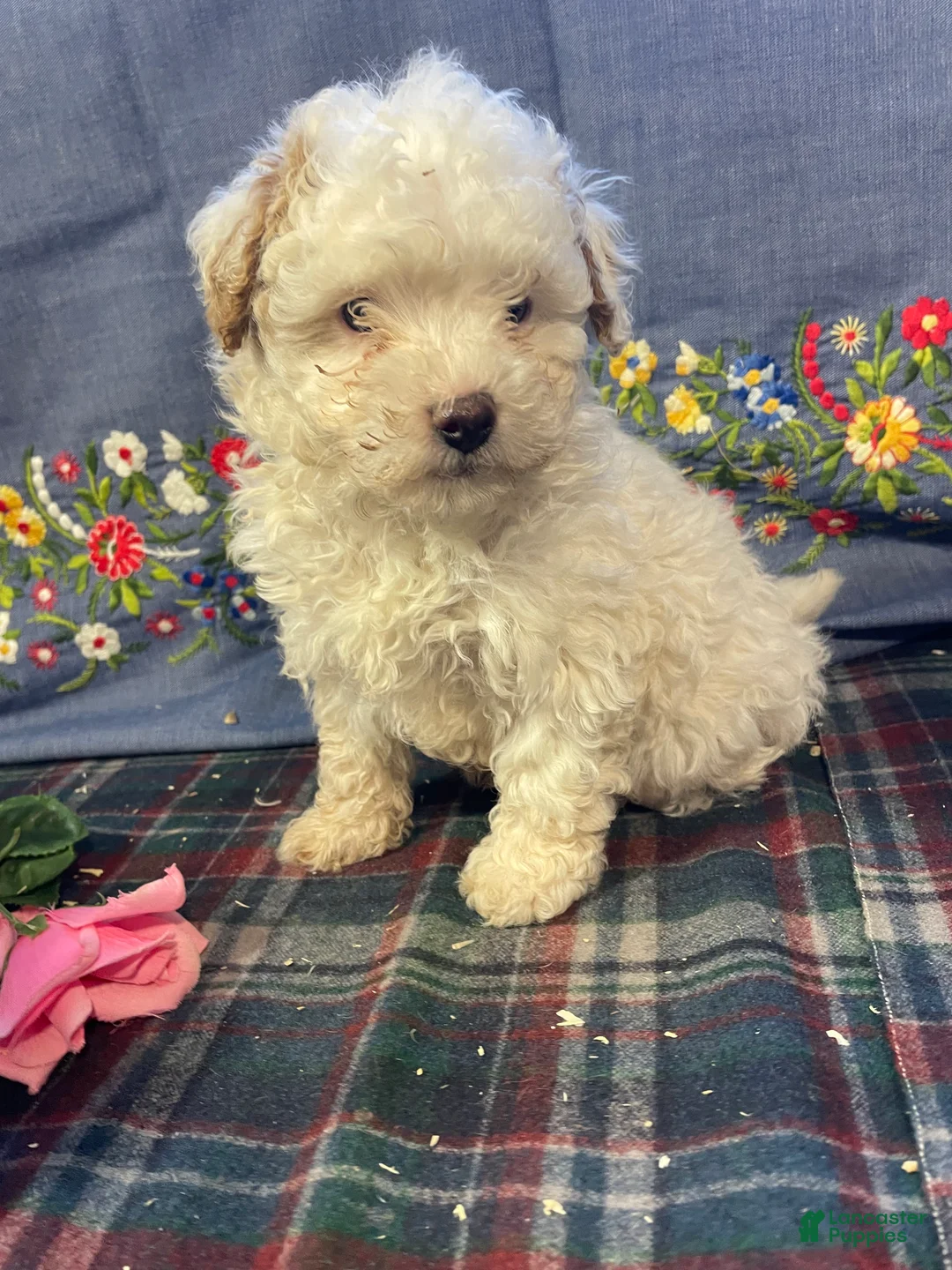 Yorkiepoo dogs for sale: Ernie - Ad 4