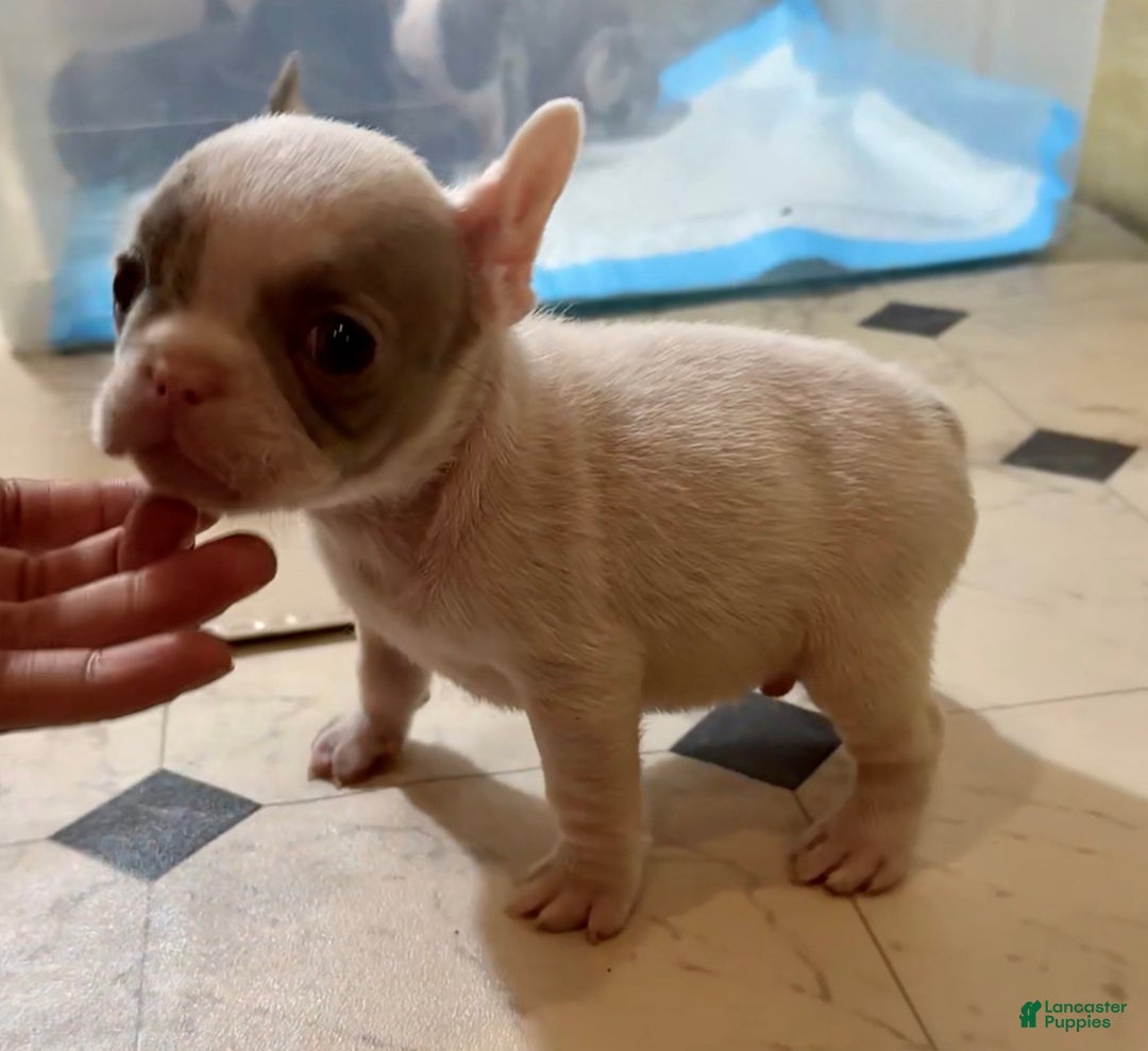 French Bulldog dogs for sale: Teddy Swims - Ad 3