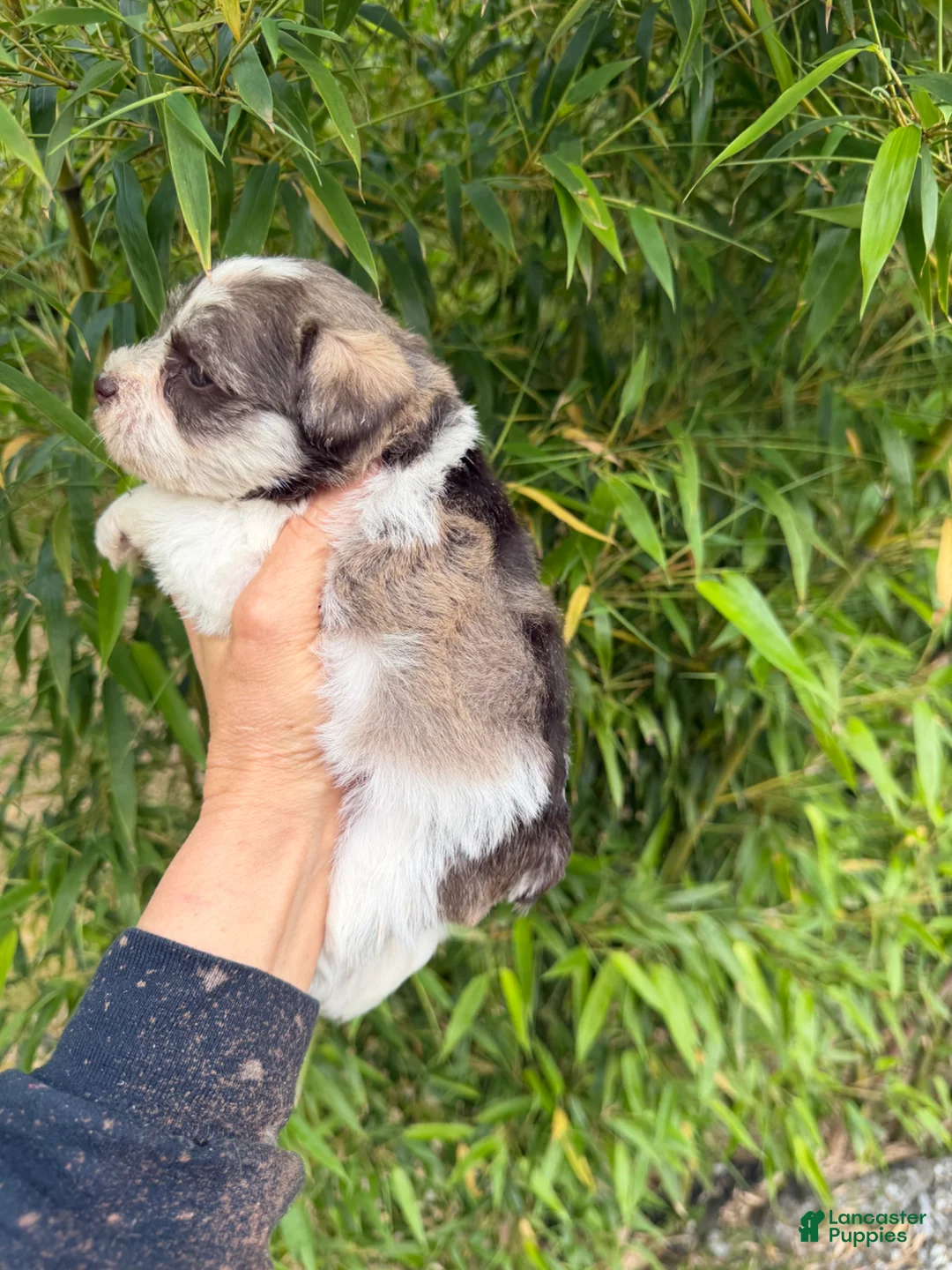 Miniature Schnauzer dogs for sale: Miniature Schnauzer Puppy 2 - Ad 2