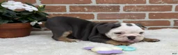 English Bulldog dogs for sale: Macy - Ad 4