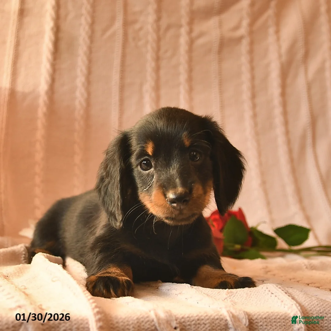 Miniature Dachshund dogs for sale: Jewel  - Ad 5