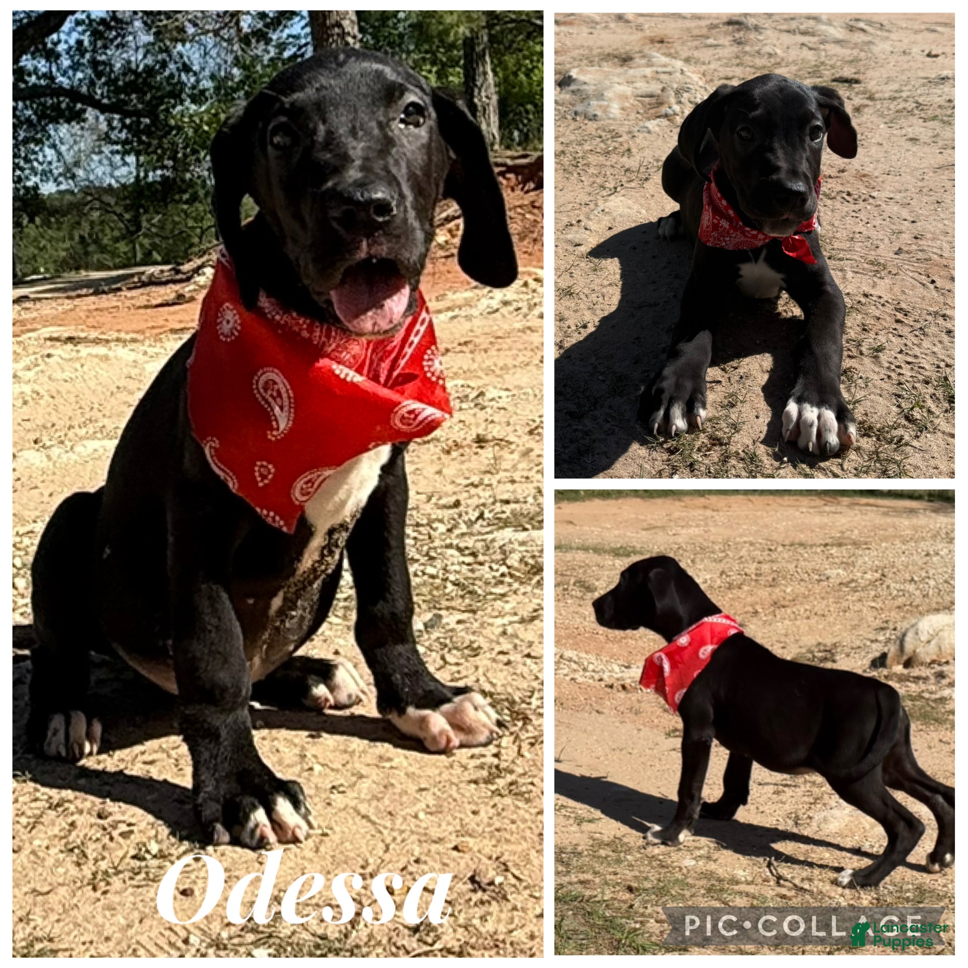 Great Dane dogs Euro Black Odessa  - Ad 3