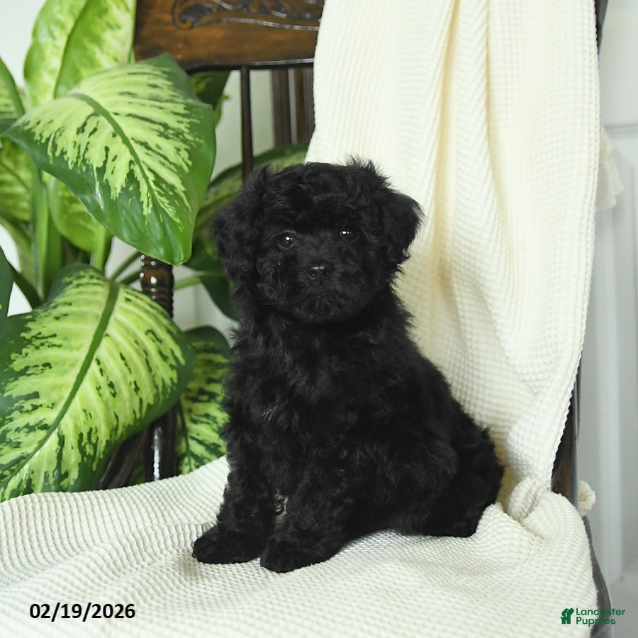 Miniature Poodle dogs Sterling - Ad 2