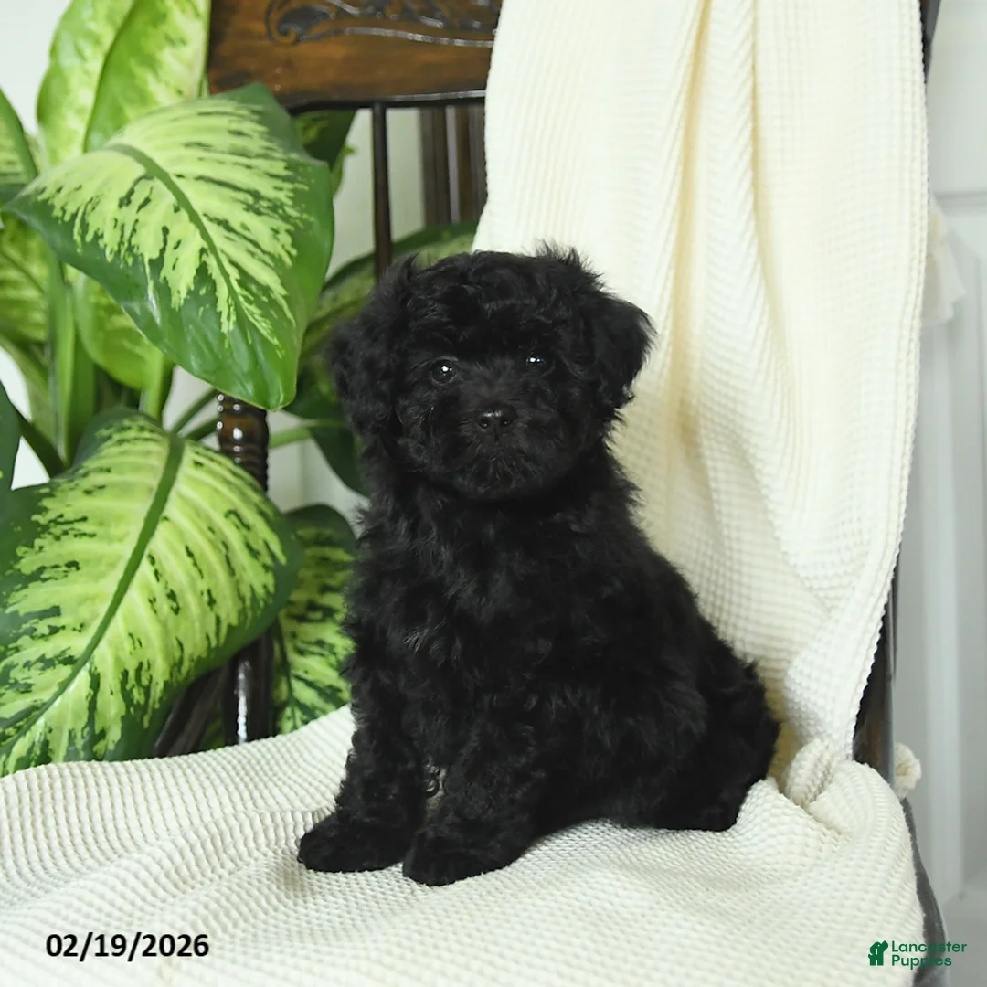 Miniature Poodle dogs for sale: Sterling - Ad 2