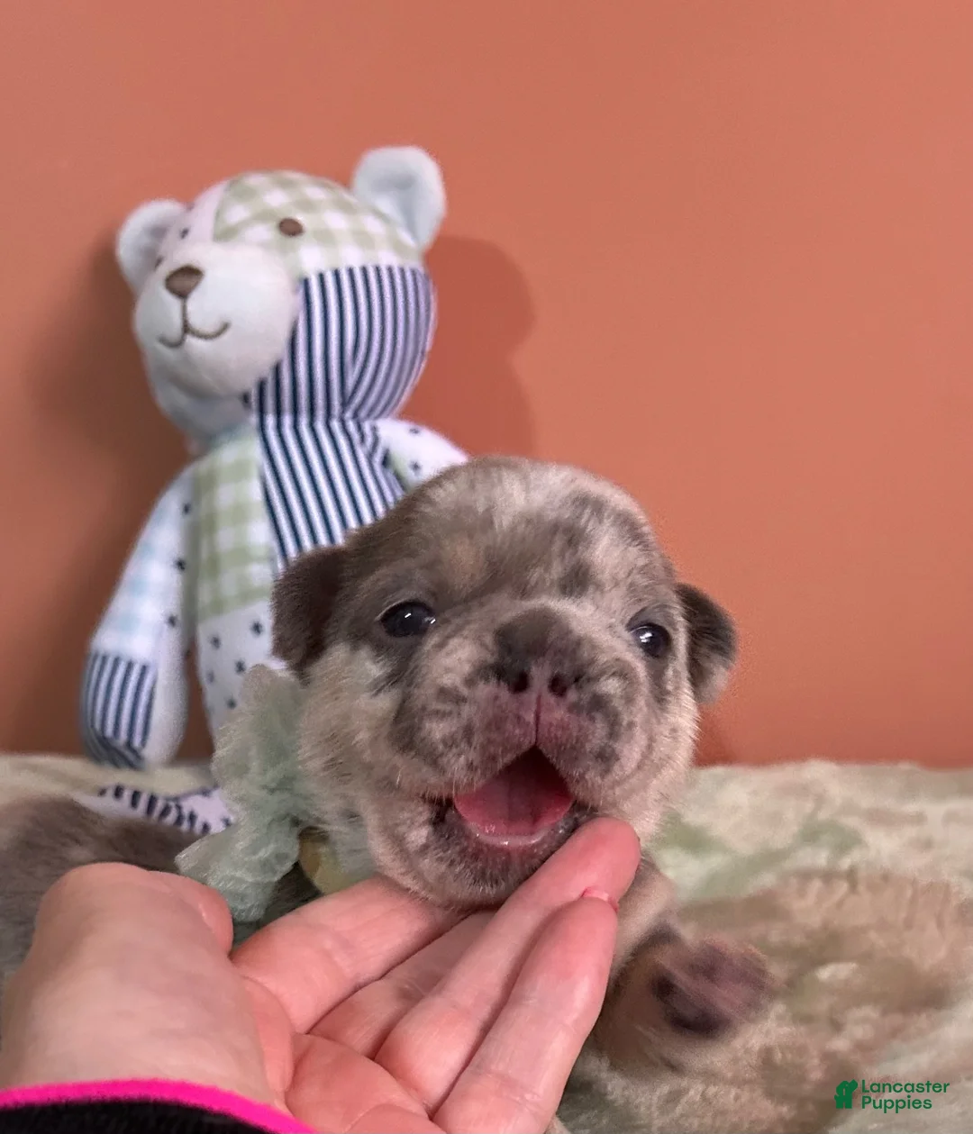 French Bulldog dogs for sale: French Bulldog 1 - Ad 13