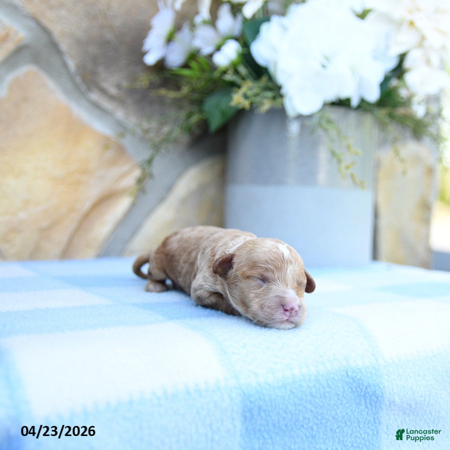 Cavapoo dogs Ferlin - Ad 2