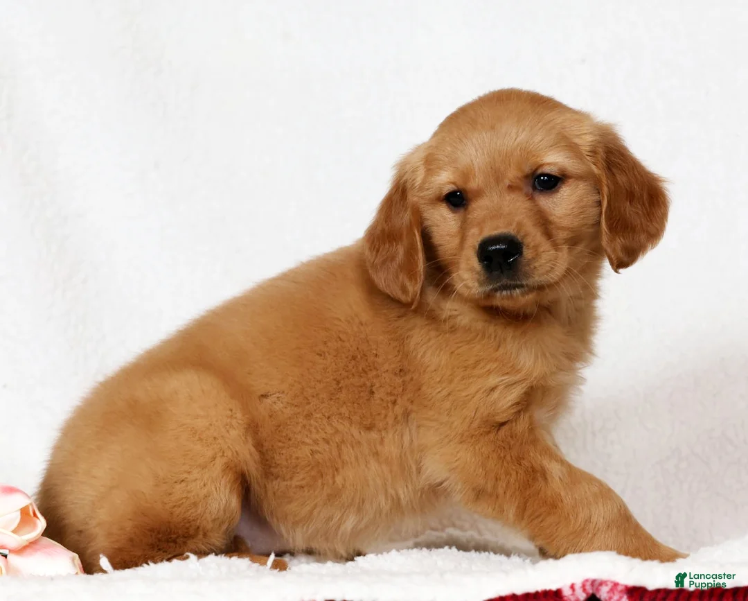 Golden Retriever dogs for sale: Miya - Ad 2