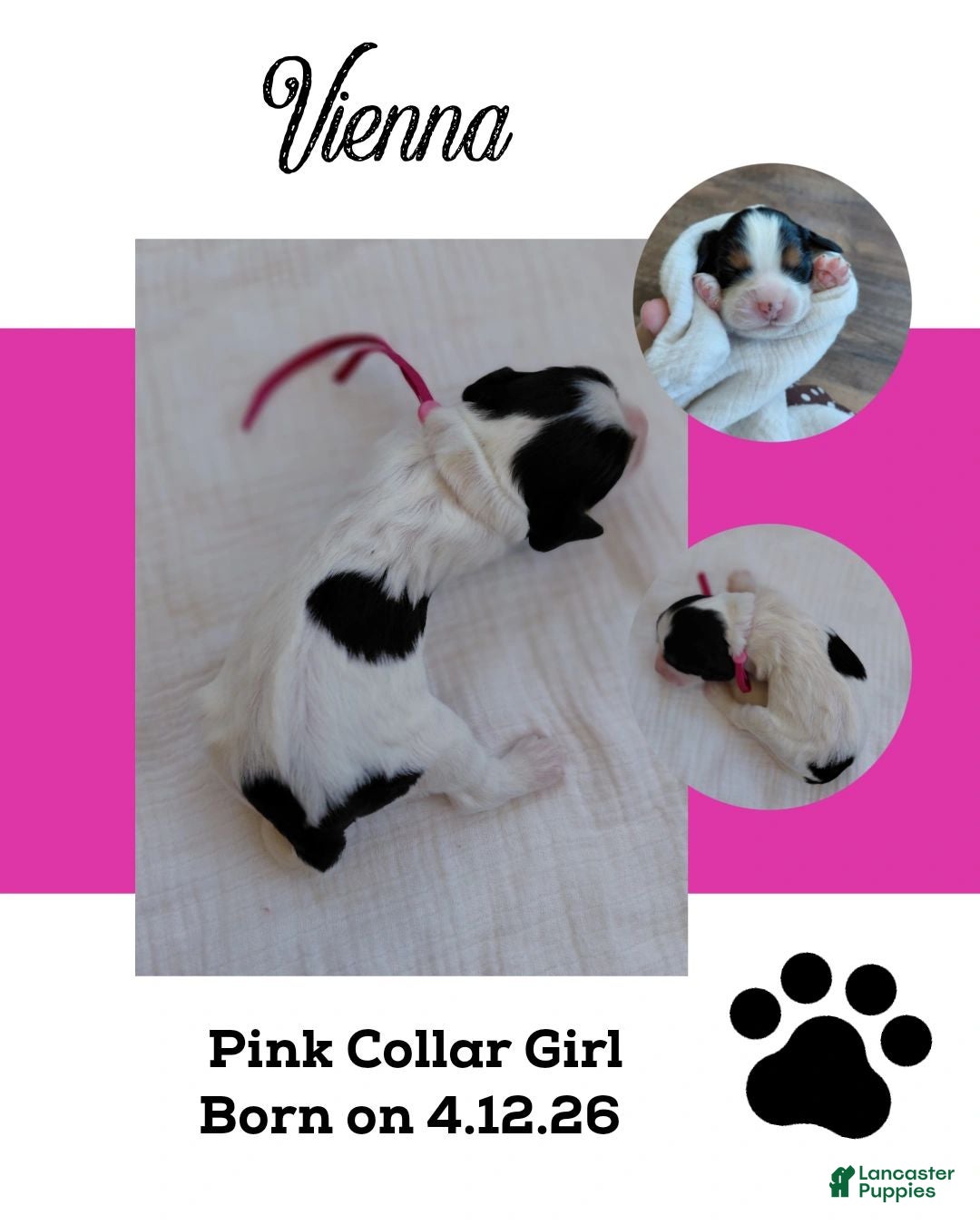 Mixed Breed dogs Vienna_Female - Ad 1
