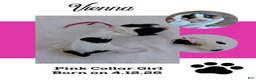 Mixed Breed dogs for sale: Vienna_Female - Ad 1